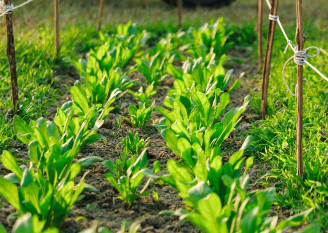 AQUATOS 5L – skuteczne zwalczanie chwastów w warzywach, sadach i plantacjach nasiennych